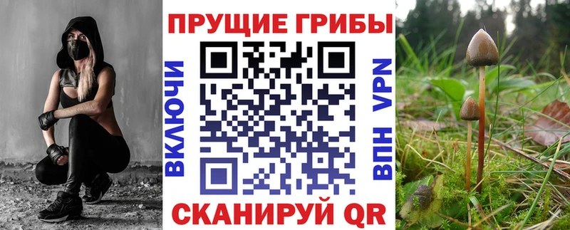 Галлюциногенные грибы Psilocybe  omg вход  Ливны 